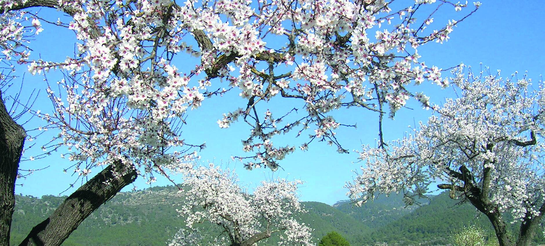 Mallorca Perle der Balearen